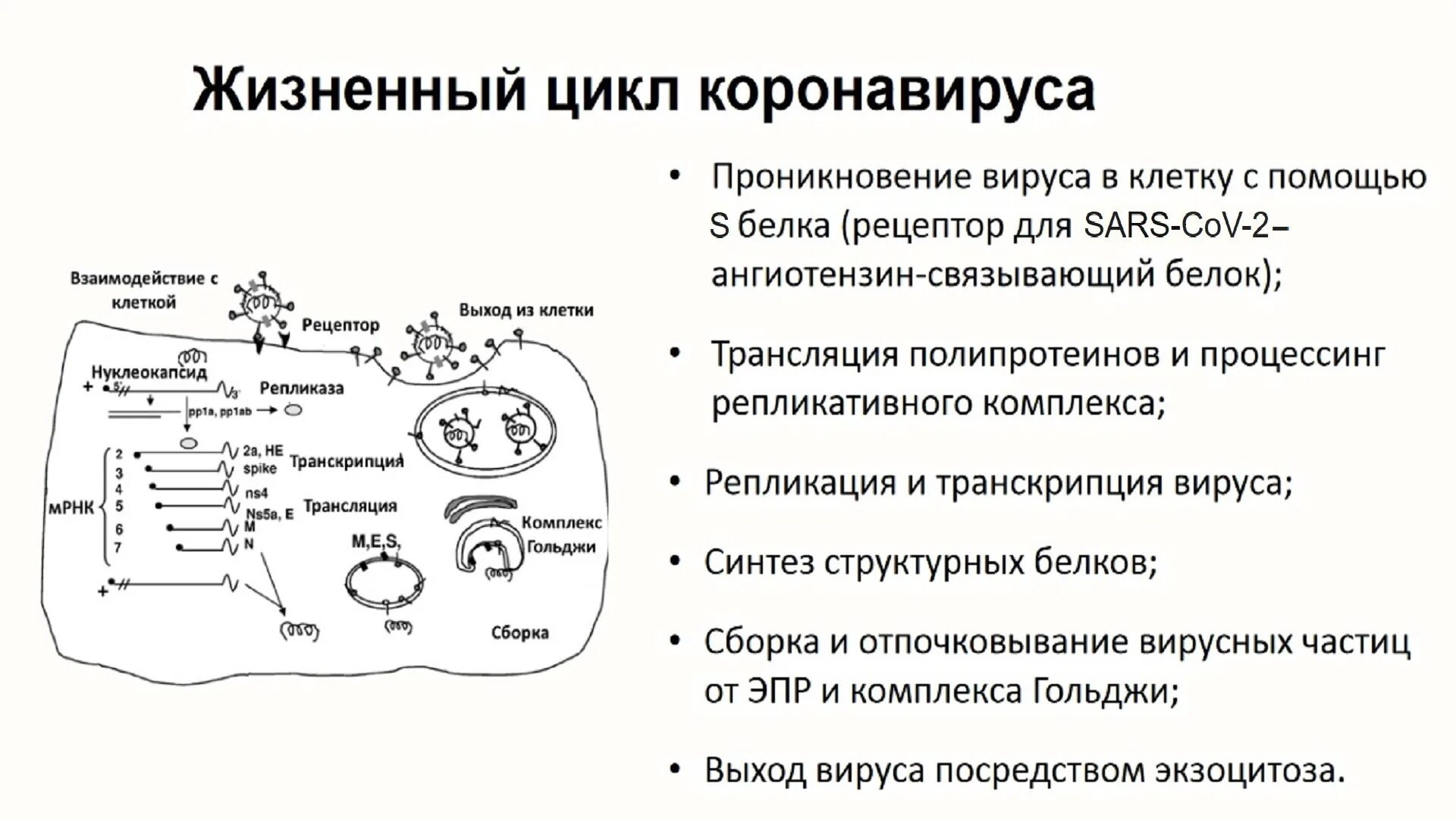 Ковид отнесен к группе патогенности