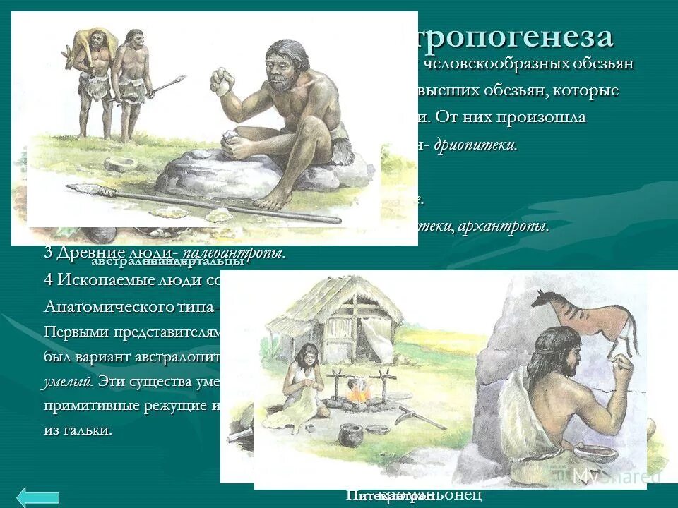 Эволюционный путь развития приматов. Предки человекообразных обезьян. Общий предок человека и обезьяны. Ближайший общий предок человека и человекообразных обезьян. Общий предок человека и шимпанзе.