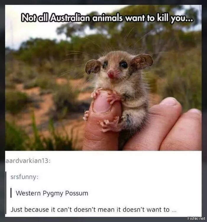 Мемы про животных в Австралии. Приколы про Австралию. Хочу быть зверем