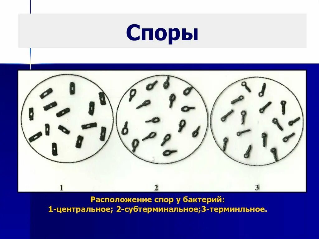 Что значит обнаружены споры