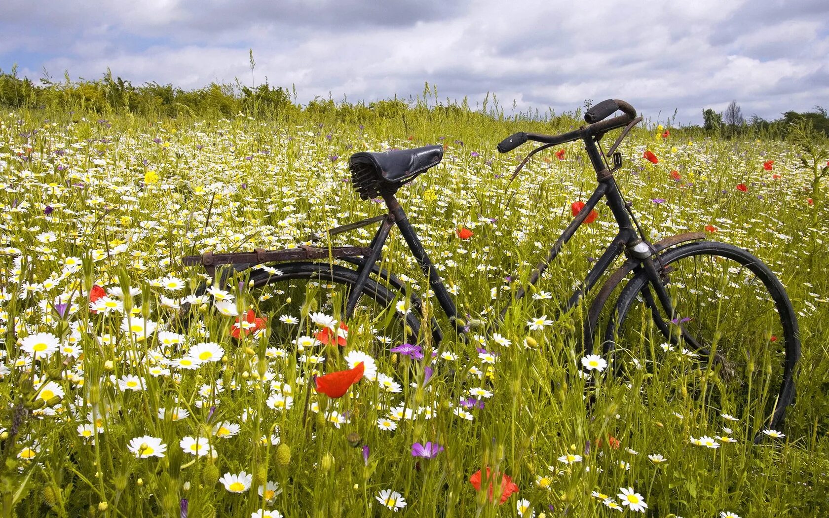 Велосипед в цветах зеленый. Летняя природа. Велосипед на природе. Велосипед в цветах. Луговые цветы.