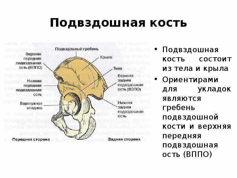 Линия подвздошной кости. Подвздошная кость гистология. Ость гребня подвздошной кости. Подвздошный гребень тазовой кости. Подвздошная кость анатомия человека.