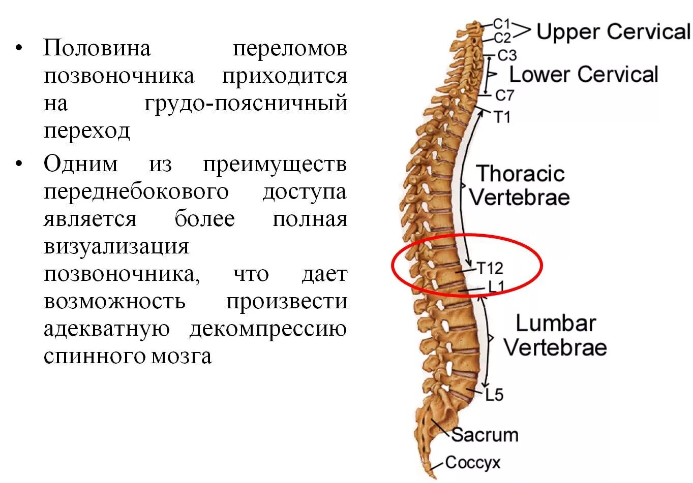 Грудной отдел позвоночника это