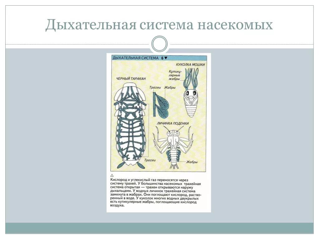 строение дыхательной системы насекомых. класс насекомые органы дыхания. особенности органов дыхания насекомых. особенности органов дыхания насекомых. трахейное дыхание у насекомых.