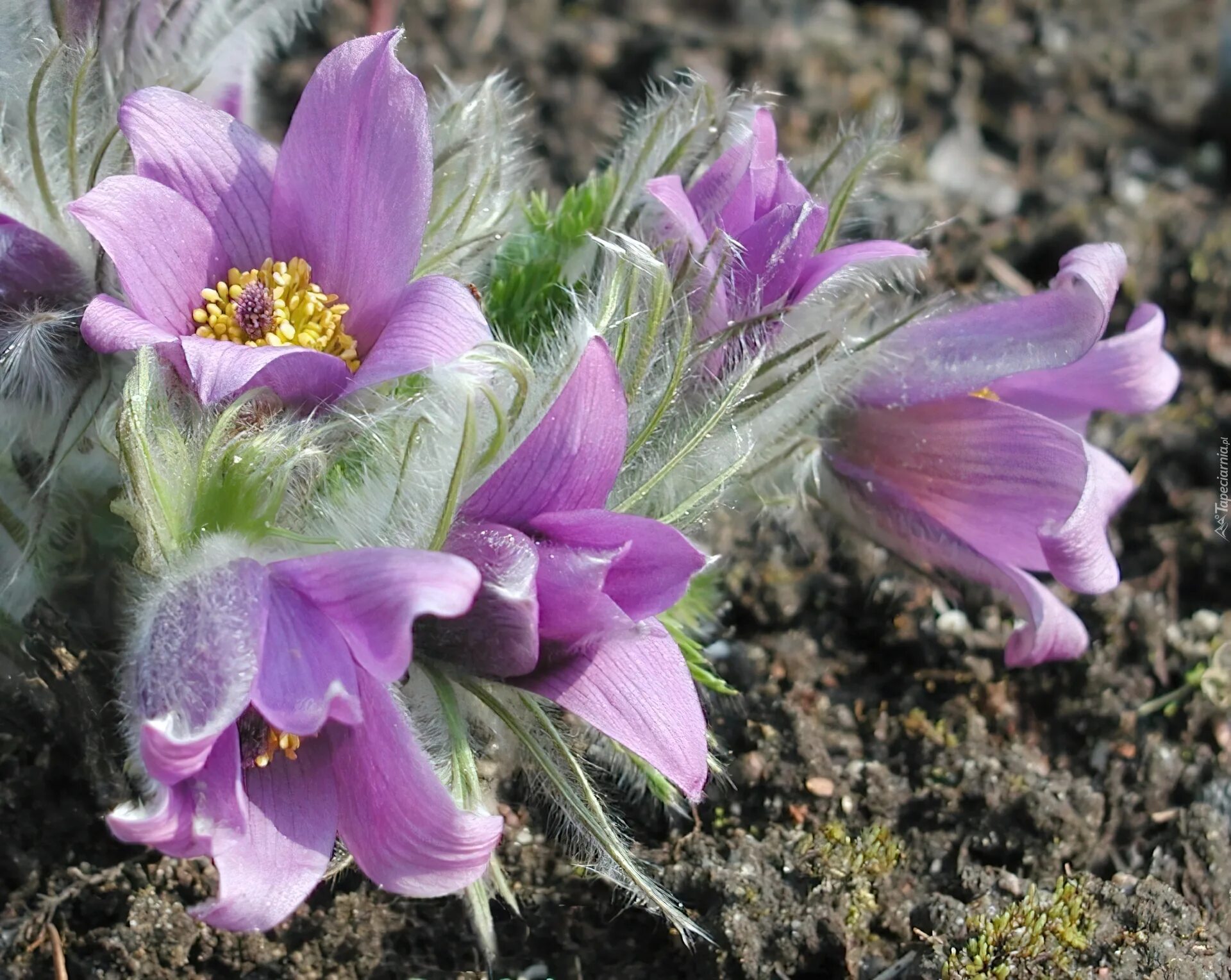 Пострел цветы. Прострел - сон трава. Прострел Луговой Pulsatilla pratensis. Прострел, сон-трава, Пульсатилла. Прострел Ревердатто.