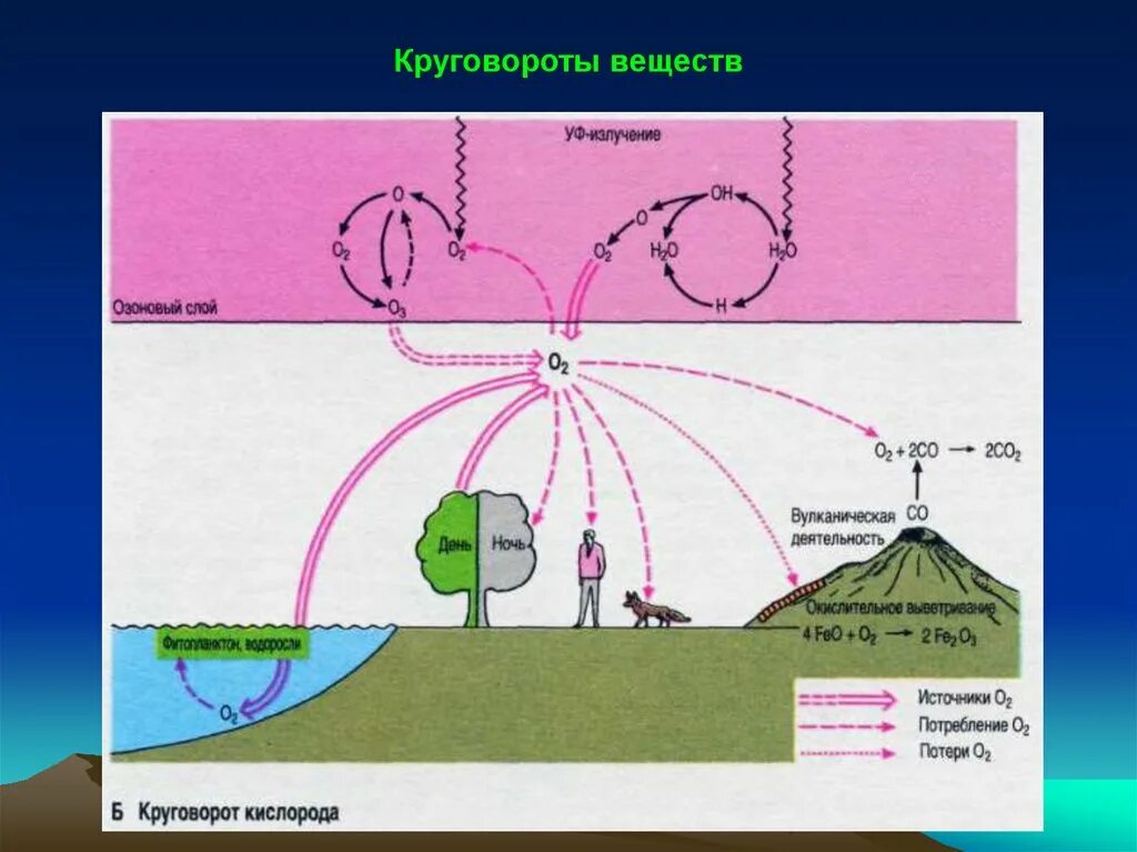 Круговорот кислорода процессы. Круговорот кислорода в природе схема. Круговорот кислорода в природе. Глобальный цикл кислорода. Круговорот кислорода в биосфере.