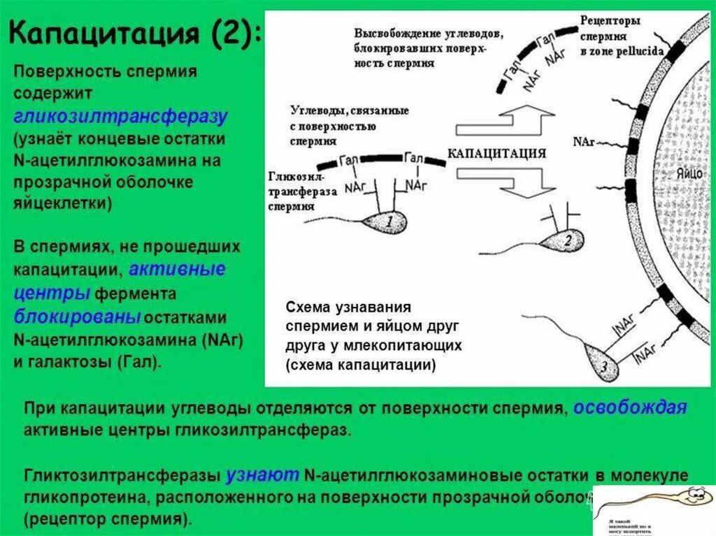 При капацитации происходит. Капацитация яйцеклетки. капацитация сперматозоидов. где происходит капацитация. капацитация гистология.