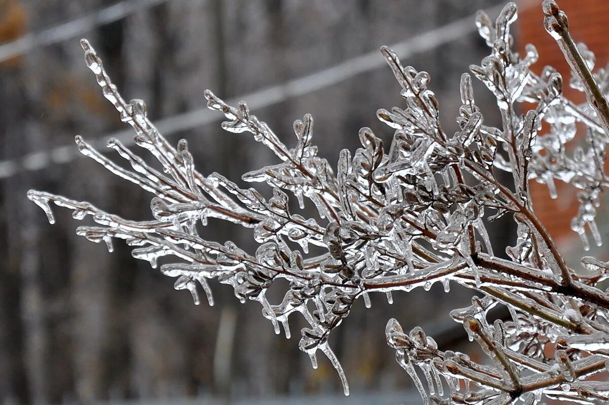 Crystal сваровски rose. подарки из горного хрусталя. хрустальный куст. зимние деревья. салатник из хрусталя на металлической подставке.