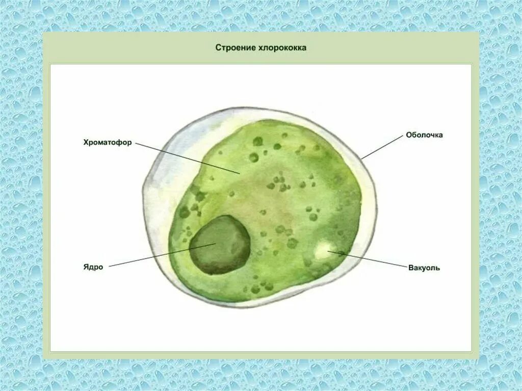 Рассмотрите изображение растений хлорелла. Хлорелла водоросль строение. хлорелла и хлорококк. хлорелла строение клетки. строение одноклеточной хлореллы.