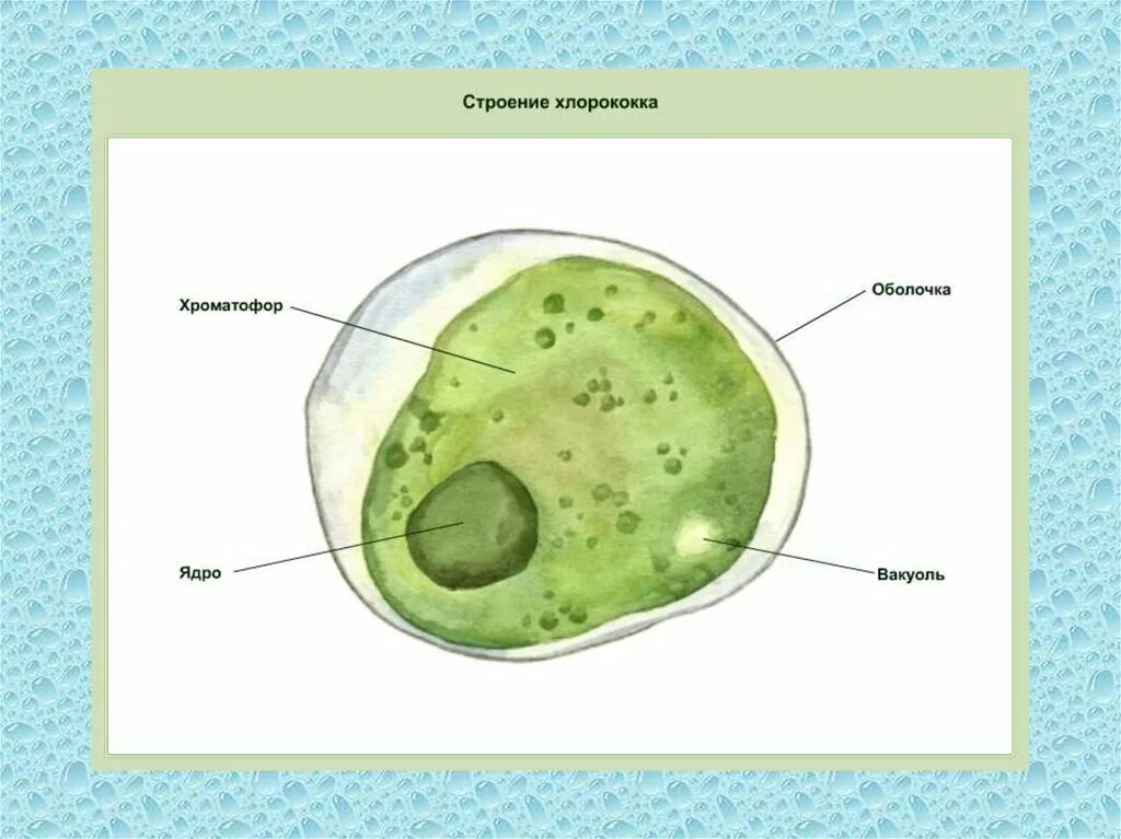 Строение хлореллы. Хлорелла водоросль строение. Хлорелла и хлорококк. Хлорелла строение клетки. Строение одноклеточной хлореллы.