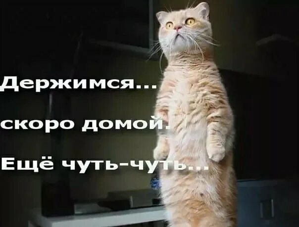 Хорошо висим. Держитесь картинки. Котоматрица главная. Хорошо висим. Картинка все собаки дураки.