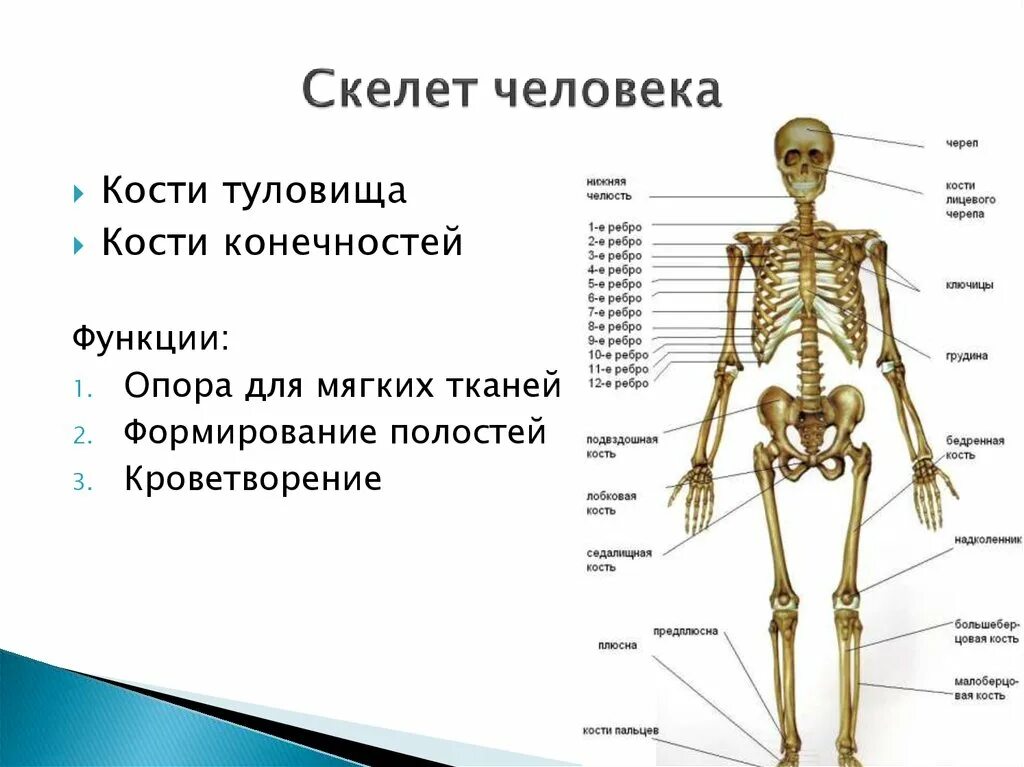 Три отдела кости. Название костей скелета туловища. Строение костей человека схема. Скелет туловища строение и функции. Кости туловища человека анатомия.