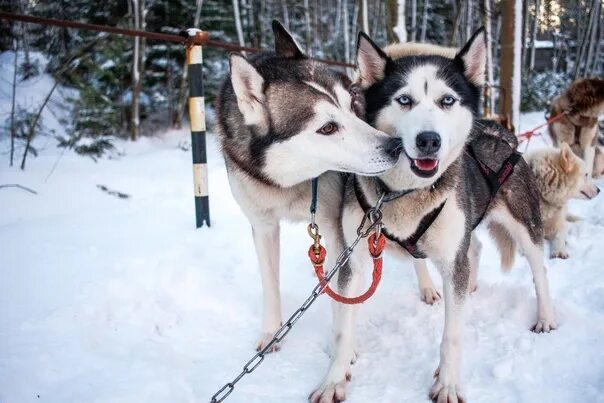 Усадьба хаски. Хаски. Эльбрус хаски екатеринбург. Большое приключение с хаски. Хаски в упряжке.
