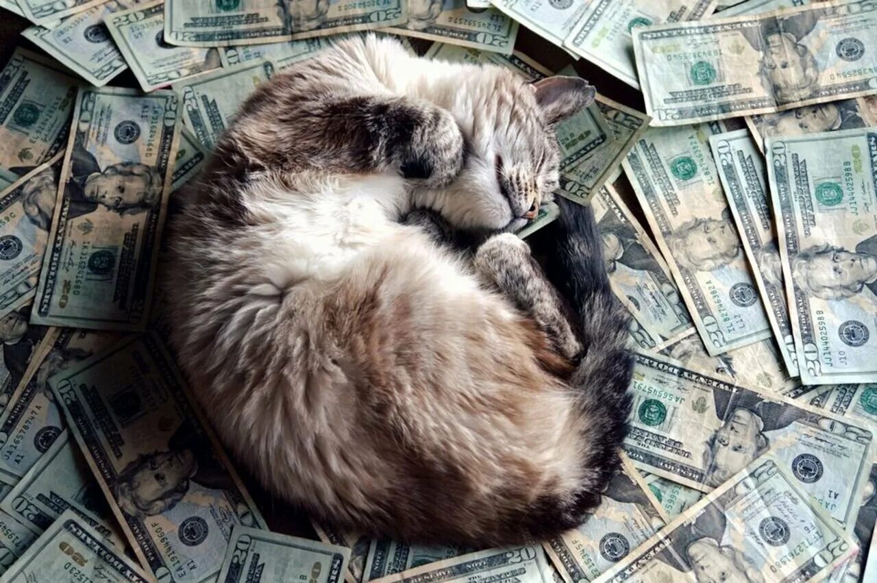 Котик с деньгами. Богатый кот. Животные с деньгами. Кот в куче денег. Во сне дали много денег