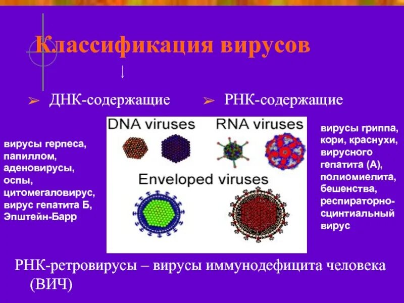 Гепатит корь. РНК содержащие вирусы. Классификация вирусов гепатита. Вирус гриппа РНК содержащий. ДНК содержащие вирусы.