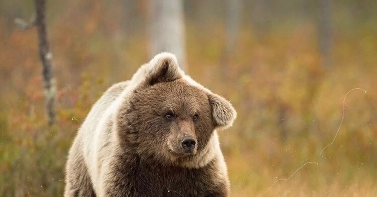 Какая голова у медведя. Уши медведя. Медвежьи уши у медведя. Уши бурого медведя. Медведь с прижатыми ушами.