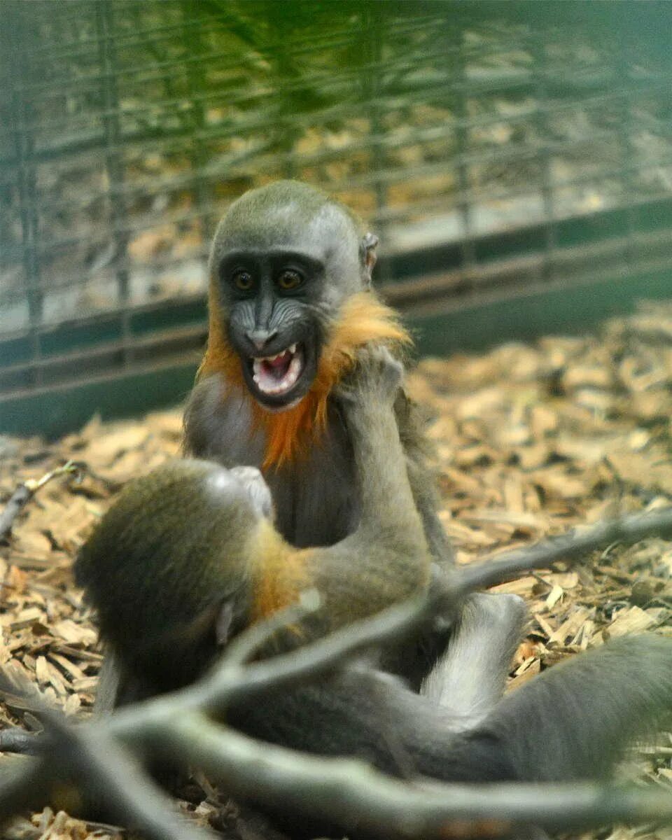 Забавный шимпанзе как правильно. Смешные обезьяны. Фото обезьяны прикольные. Смешные обезьяны фото. Приматы приколы.