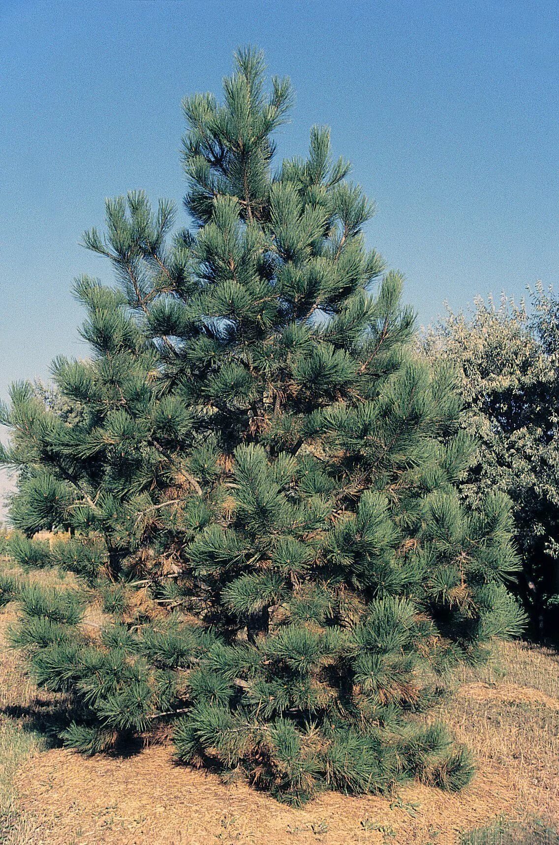 Сосна веймутова (сорт 'green twist'). Сосна pinus ponderosa. Тип сосны. Тип сосны. Сосна веймутова pinus strobus.
