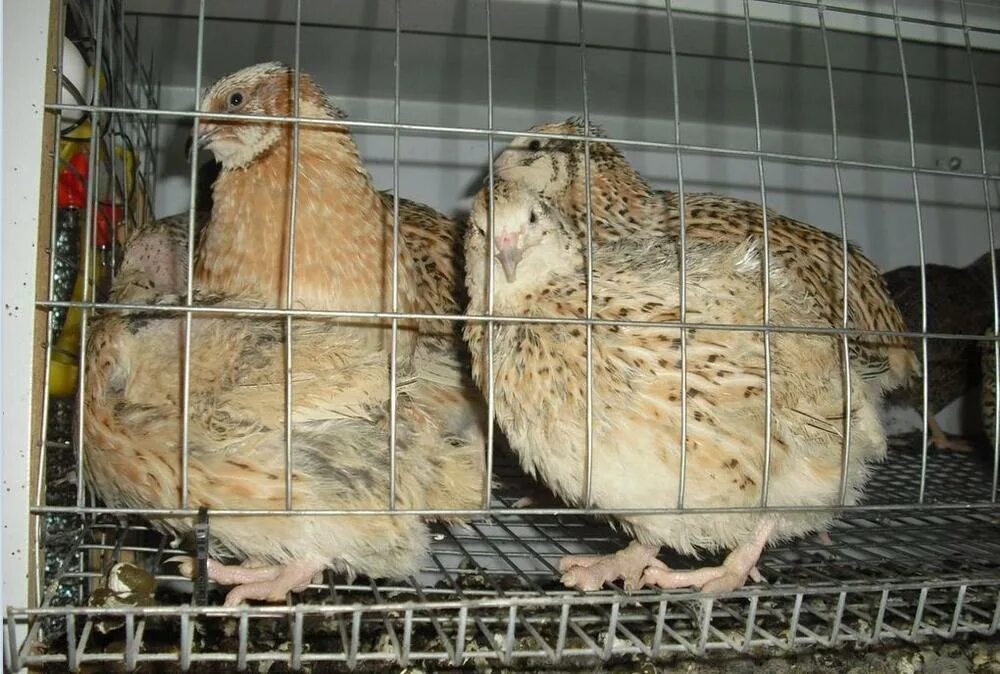 Quail egg and meat breeds. - Buy on www.bizator.com
