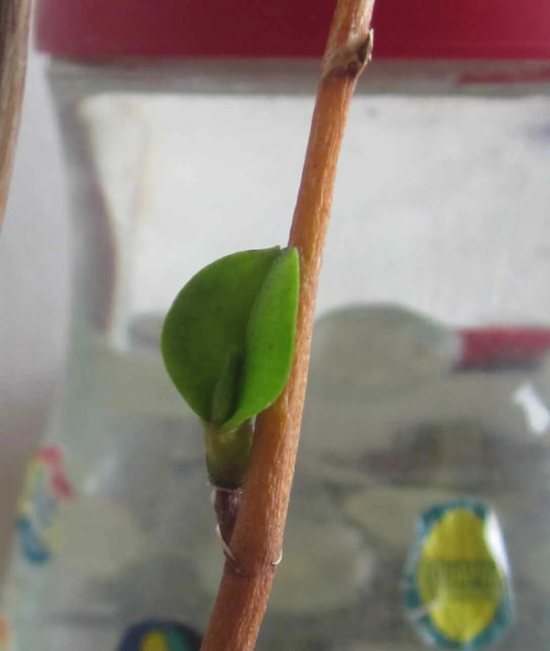 детки орхидеи фаленопсис. детка на орхидее на цветоносе что делать. детка на орхидее на цветоносе что делать. дендробиум фаленопсис цветонос. детка орхидеи на цветоносе.