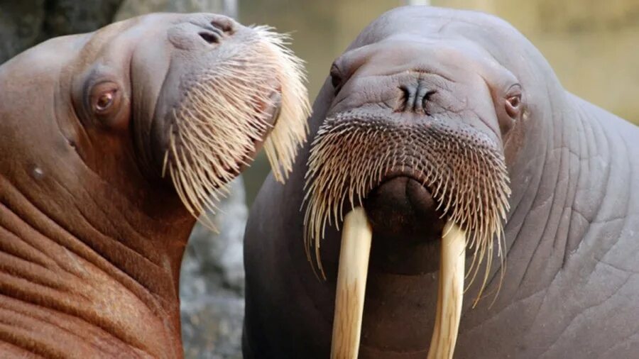 Ластоногие моржи. Морж род. Морж (odobenus rosmarus). Северный морж. Морж род.