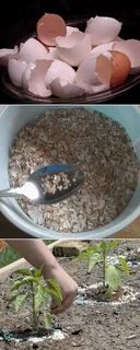 Как сделать подкормку из яичной скорлупы