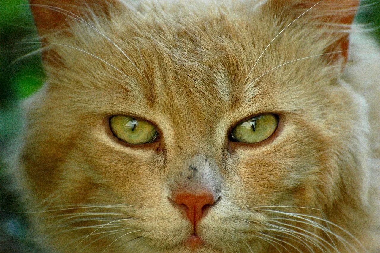 Как выглядел 1 кот. Рыжий кот. наглый рыжий кот. кошачья моська.
