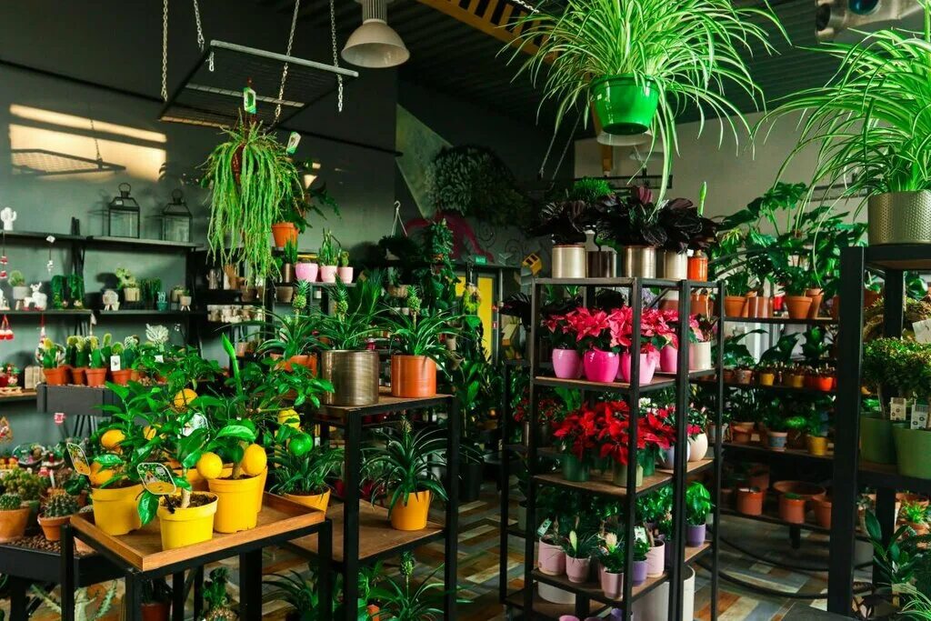 Дом цветов минск. Цветочный магазин. цветочный магазин кактус. кактус лавка цветов. бутик кактусов.