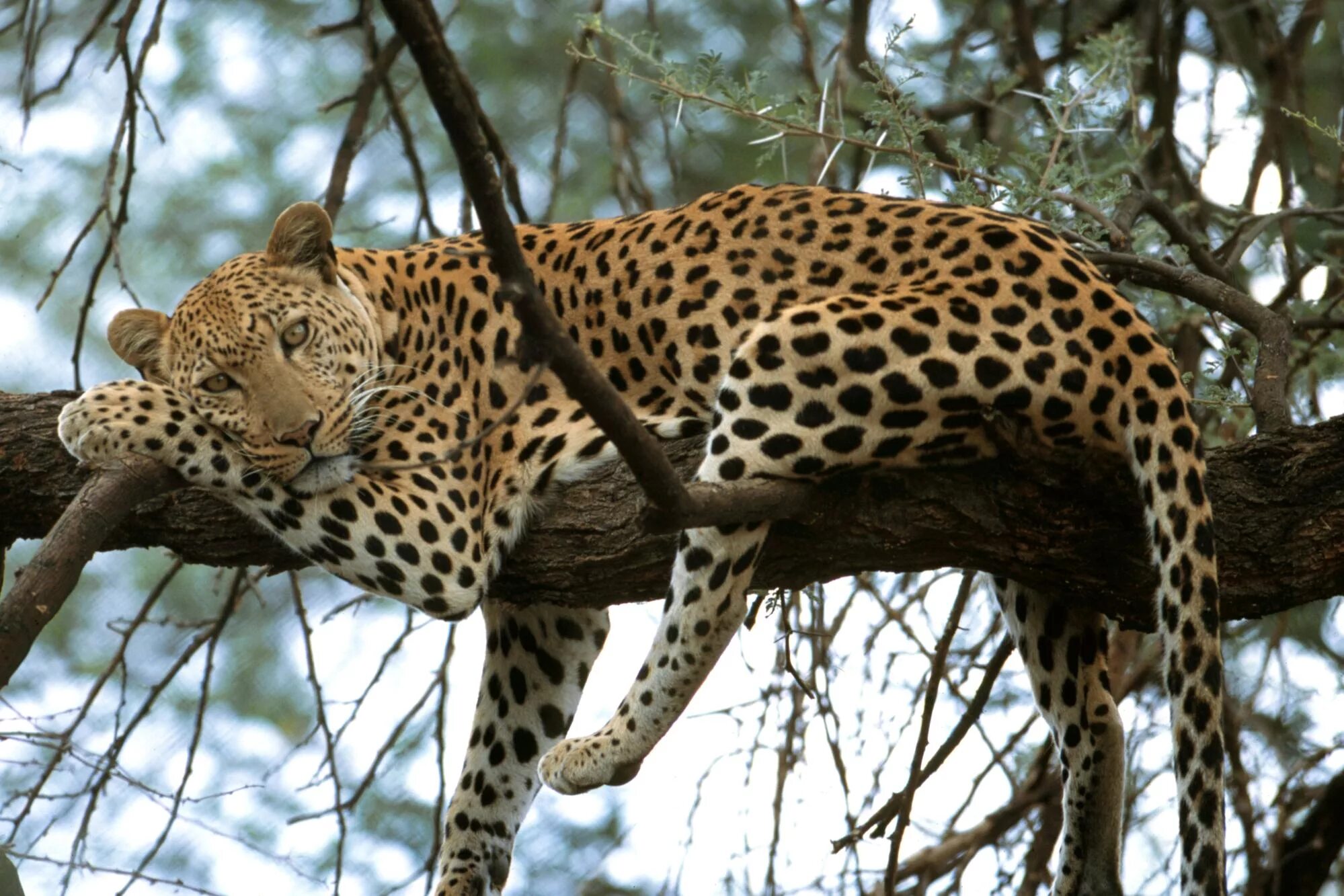 Leopard s. Переднеазиатский леопард. Анатолийский леопард. Дальневосточный леопард пантера. Восточносибирский леопард.