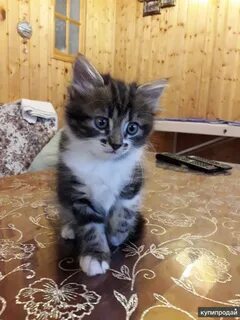 Отдам котенка киров