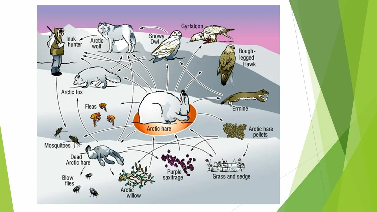 Составить пищевую цепь тундры