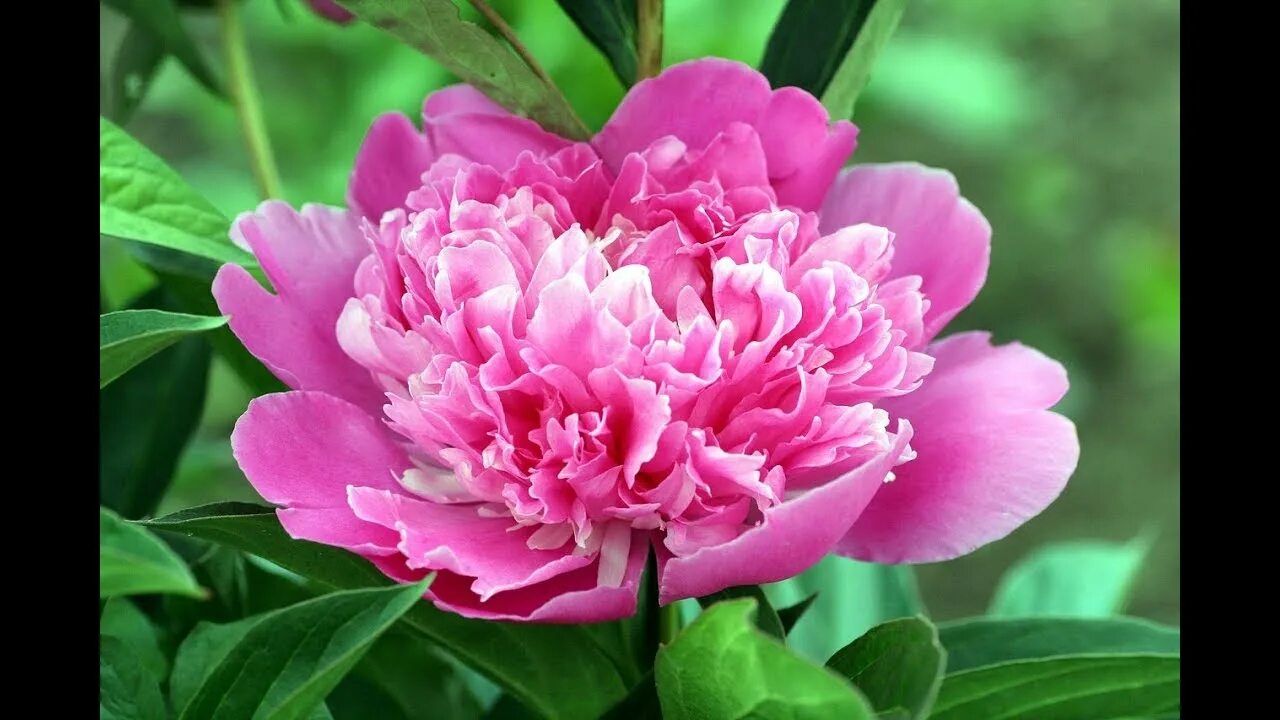 Пион pink jitterbug. Пион gilbert barthelot. Пион тонделео. Пион ариндал. Про цветок пион.