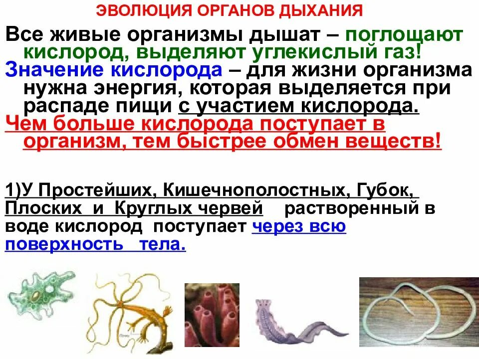 Паразиты дышат кислородом. Процесс дыхания живых организмов. Организмы обитающие в других организмах дышат кислородом. Типы дыхания у растений. Способы дыхания живых организмов.