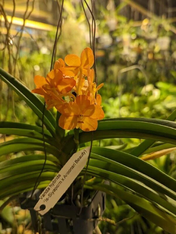 импортфлора