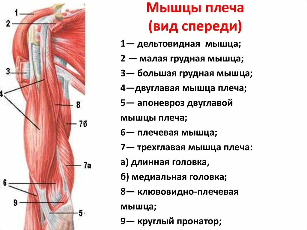 Активная мышца. Мышцы плеча спереди анатомия. Мышцы плечевого пояса спереди и сзади. Мышцы плеча передняя группа сгибатели. Мышцы плеча передняя группа анатомия.