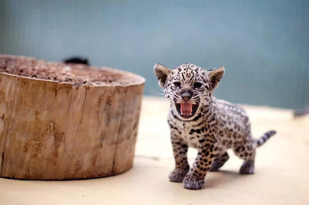 Берберийский леопард. Ягуар детеныш. Ягуар животное детеныш. Детеныш леопарда. Маленький хищник 5