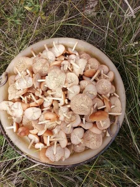 Опенок луговой marasmius oreades. Грибы опята луговые фото. Жареные опята. Опята маринованные. Опенок луговой рецепты.