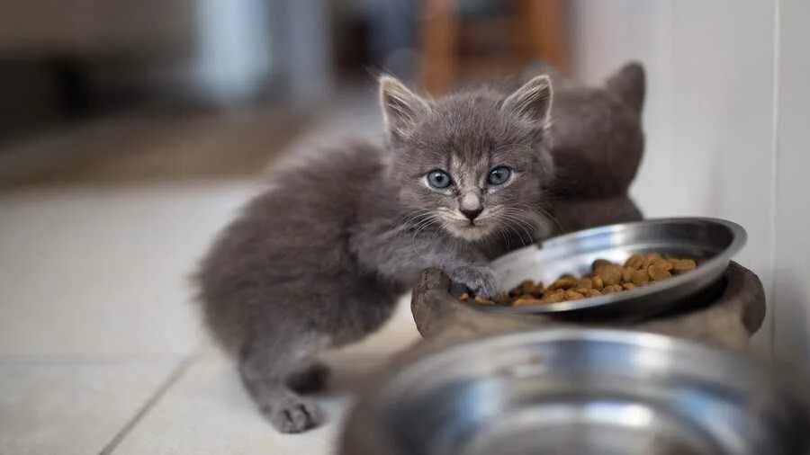 Почему кот мало ест. Котенок кушает. миски для котят. котенок ест корм. котята завтракают.