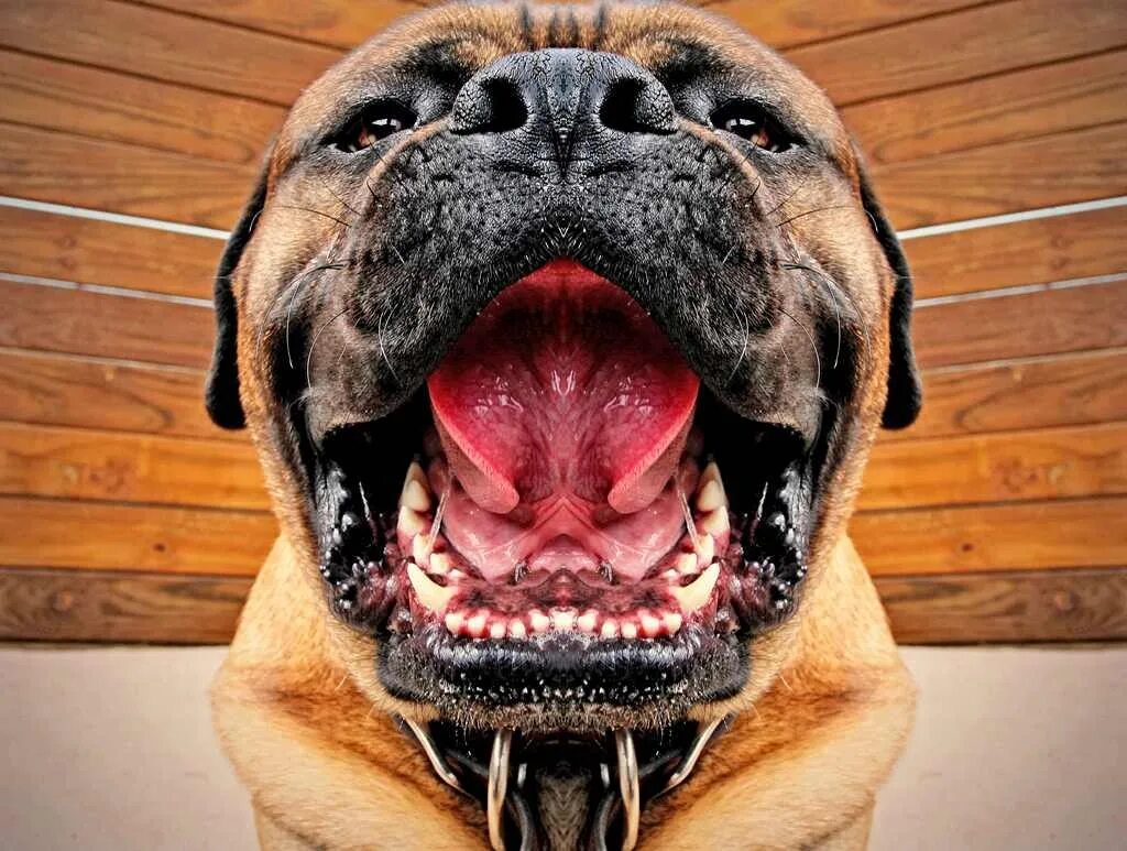 Острые зубы референс. Собака с высунутым языком. Лиса vore. Пасть и слюни. Пасть и слюни.