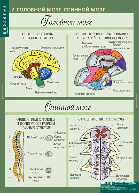 Головной и спинной строение и функции. Спинной мозг человека строение и функции таблица. Спинной мозг таблица отдел строение функции. Строение и функции спинного мозга таблица 8 класс биология. Головной мозг и спинной мозг анатомия.