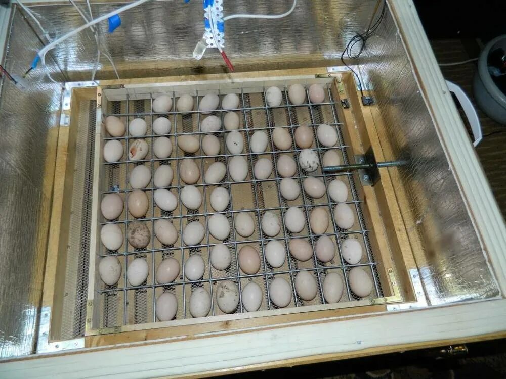 Инкубация куриных яиц инкубатор МБФ 400. Лоток 88 яйца инкубатор. Инкубатор самоделка. Самодельный автоматический инкубатор. Как доливать воду в инкубатор