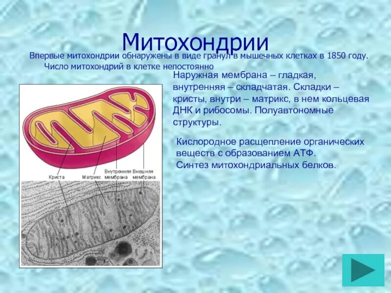 Строение митохондрии. Митохондрии мышечной клетки. Гранулы митохондрий. Митохондрия аэробный