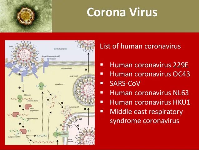 коронавирус. коронавирус вирион. коронавирус форма вируса. коронавирус действующее. коронавирус ковид 19 строение.