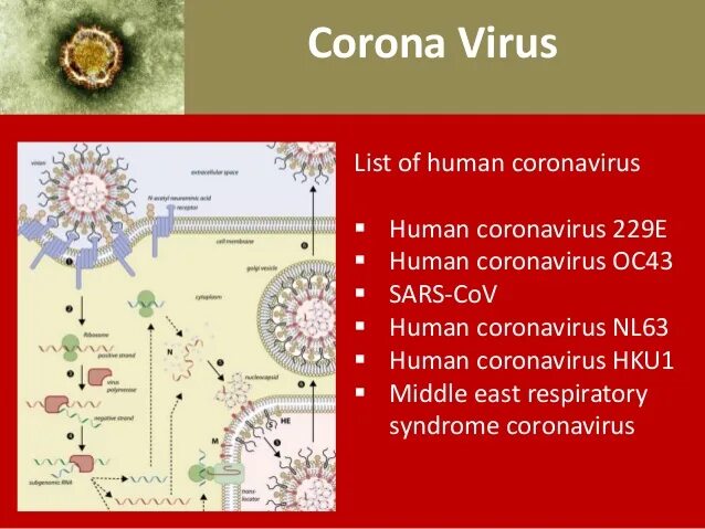 Коронавирус. Коронавирус строение. 229e коронавирус. Коронавирус действующее