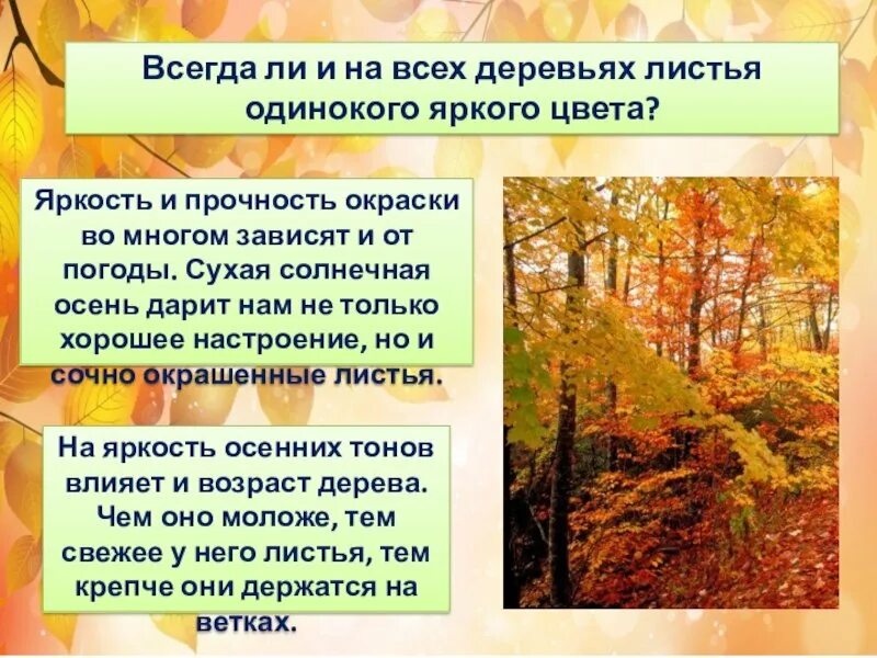 Осенние явления в жизни растений