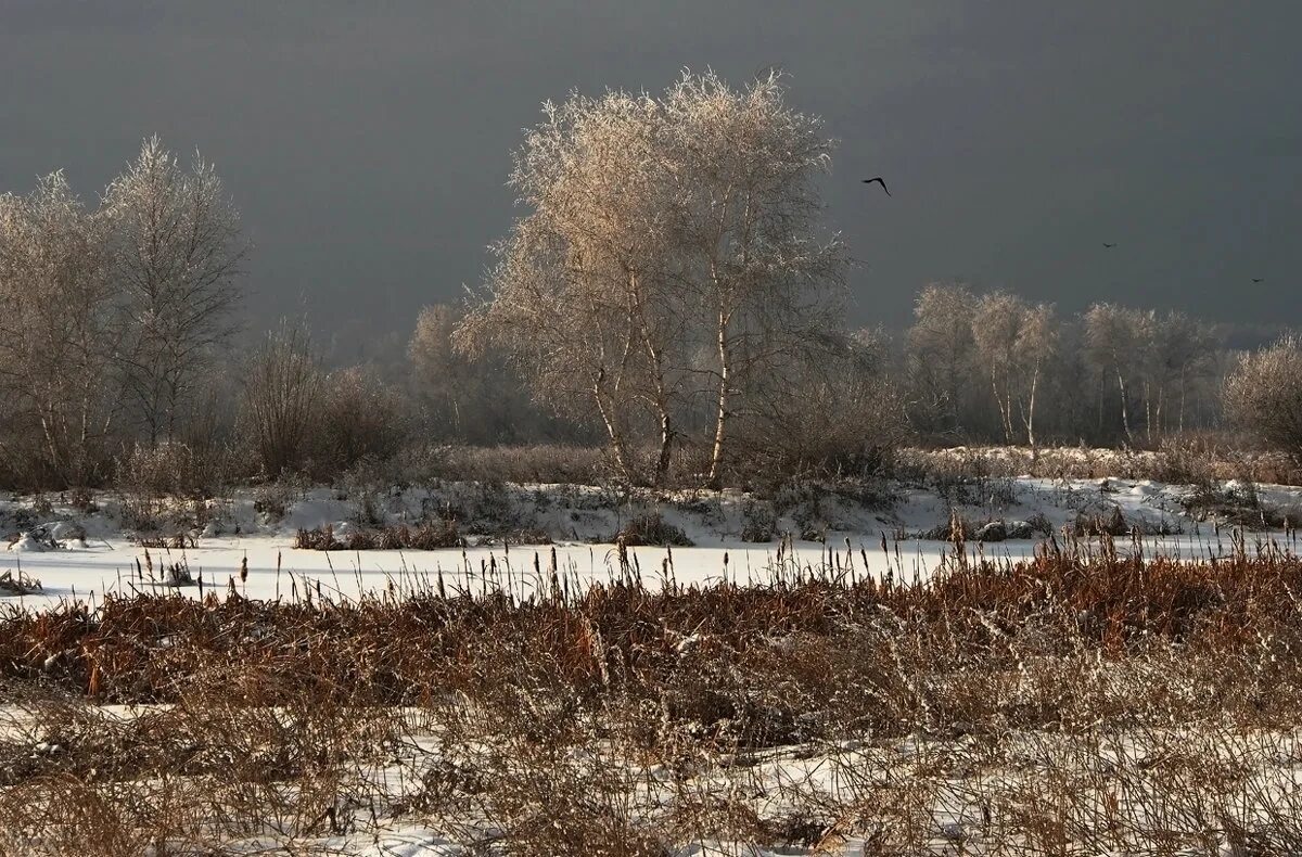 Заледеневшие Берёзки. Замерзшая береза. Березка александров