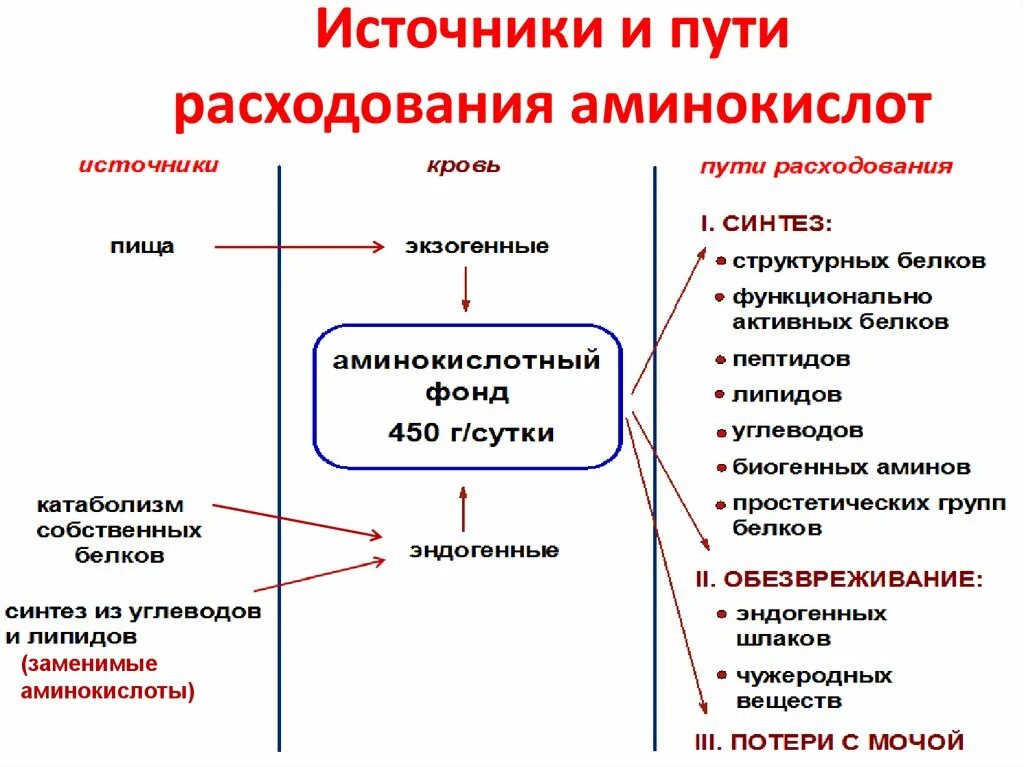 Аминокислоты используемые в организме. Схема источники и пути использования аминокислот. пути использования аминокислот в организме биохимия. схема источников и путей расходования аминокислот. источники и пути использования аминокислот в тканях (общая схема).