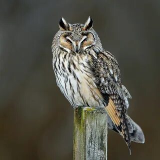 Owl отзывы