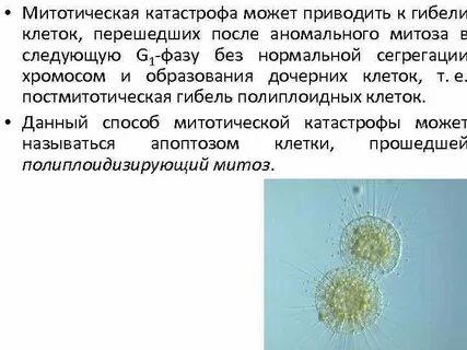 Митотическая активность опухоли что это