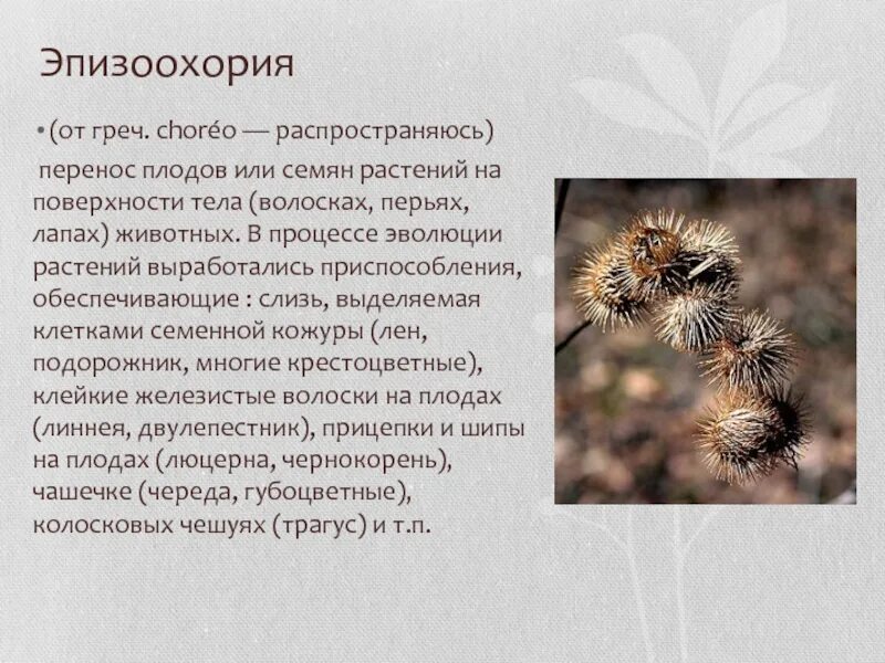 Семечки перенос. Одуванчик части растения. Сообщение о распространении плодов и семян. Ветер очищает воздух от гари. Растения путешественники презентация.